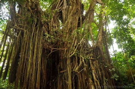 balete tree scientific name